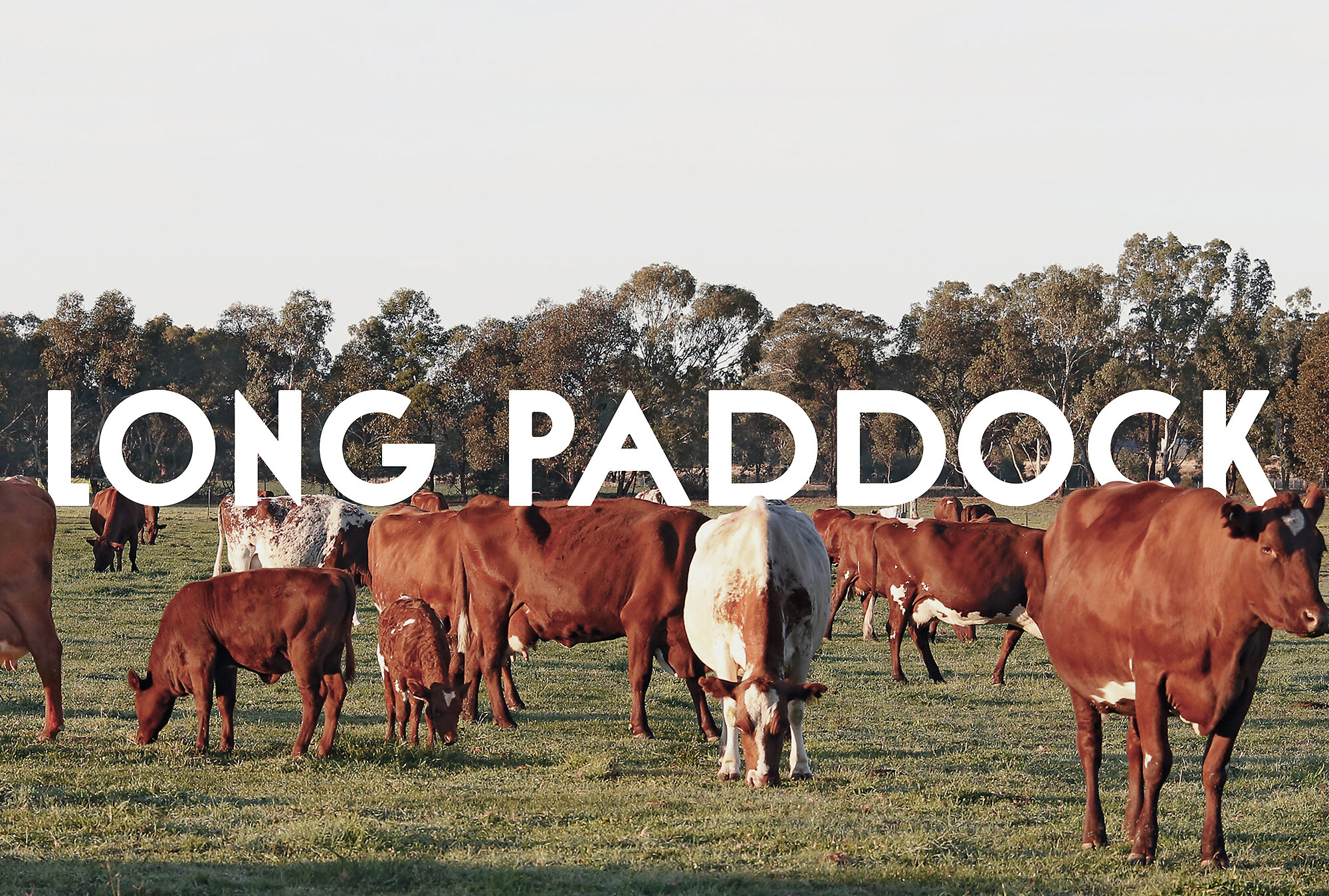 Interior photograph of Long Paddock Cheese by Joseph Feil (Blue Tree)